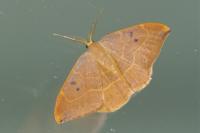 Watsonalla binaria