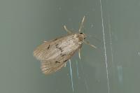 Apaidia mesogona