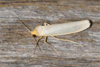 Eilema caniola
