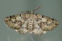 Cleorodes lichenaria