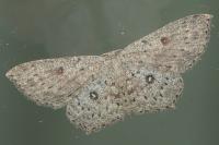 Cyclophora pendularia