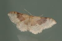 Idaea degeneraria