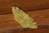 Opisthograptis luteolata