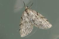 Tephronia sepiaria