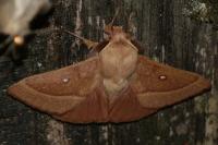 Lasiocampa trifolii