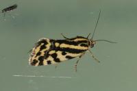 Emmelia trabealis