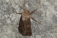 Agrotis bigramma