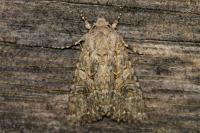 Anarta trifolii