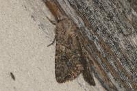 Anarta trifolii