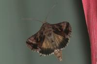Autographa gamma