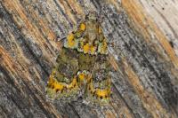 Cryphia algae