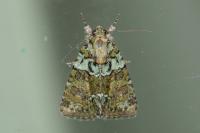 Cryphia algae