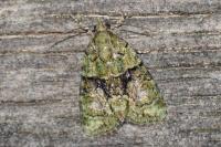 Cryphia algae