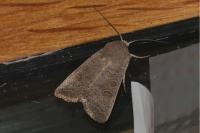 Hoplodrina ambigua