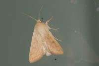 Mythimna vitellina