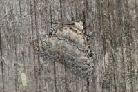 Meganola strigula