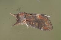 Notodonta dromedarius