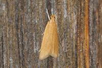 Helcystogramma rufescens