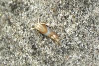 Phyllonorycter roboris