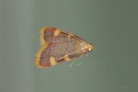 Hypsopygia costalis