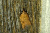 Acleris rhombana