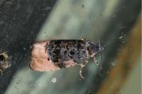 Metendothenia atropunctana