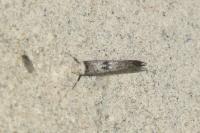 Paraswammerdamia albicapitella