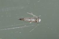 Paraswammerdamia nebulella