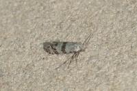 Scythropia crataegella