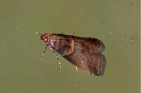 Acrobasis advenella