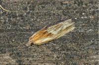 Eucosma