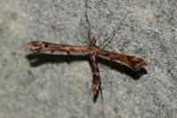 Amblyptilia acanthadactyla