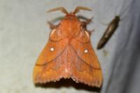 Odonestis pruni