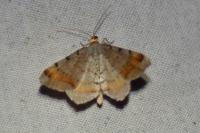Macaria liturata