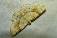 Adactylotis contaminaria