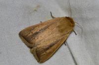 Sesamia nonagrioides