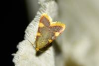 Hypsopygia costalis