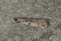 Phycitodes binaevella