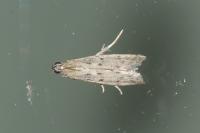 Phycitodes