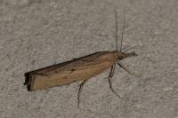 Pediasia contaminella