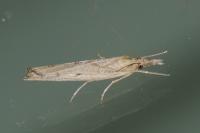 Pediasia contaminella