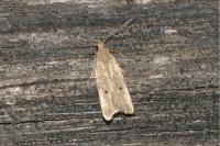 Nothris verbascella