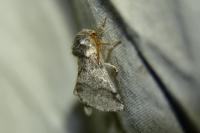Thaumetopoea processionea