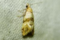 Phalonidia contractana
