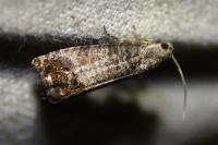 Cydia pomonella