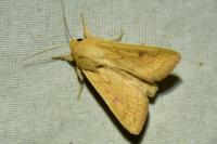 Mythimna vitellina
