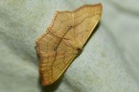 Scopula imitaria