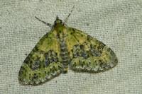 Acasis viretata