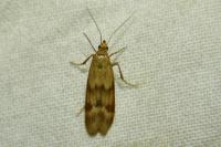 Homoeosoma sinuella