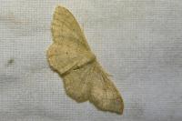 Idaea straminata